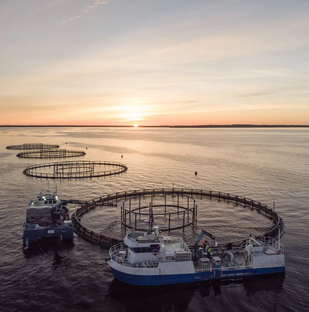 Laitakarin kala mainostoimisto oulu markkinointitoimisto oulu